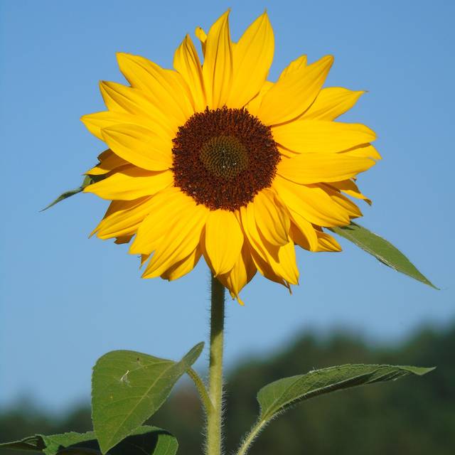 Sonnenblume