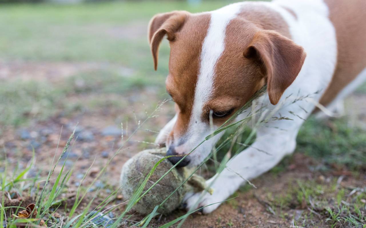 Ein Hund auf einer Wiese