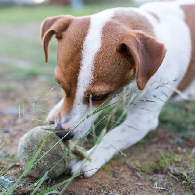 Ein Hund auf einer Wiese