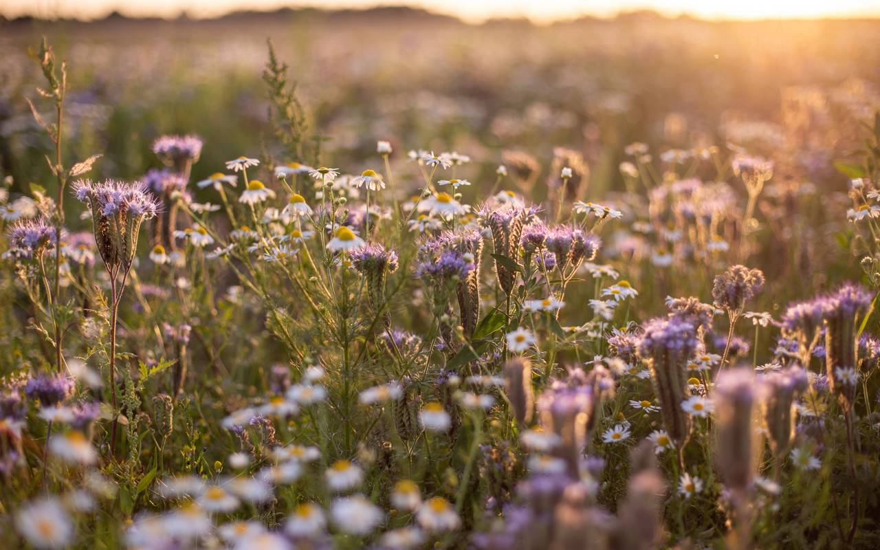 Wildblumen