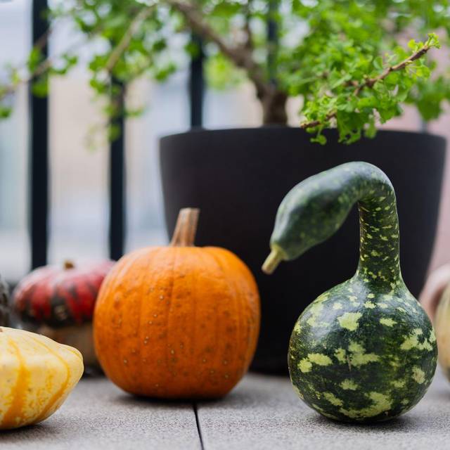 Populärer Pumpkin: Der kolossale Kürbis-Boom