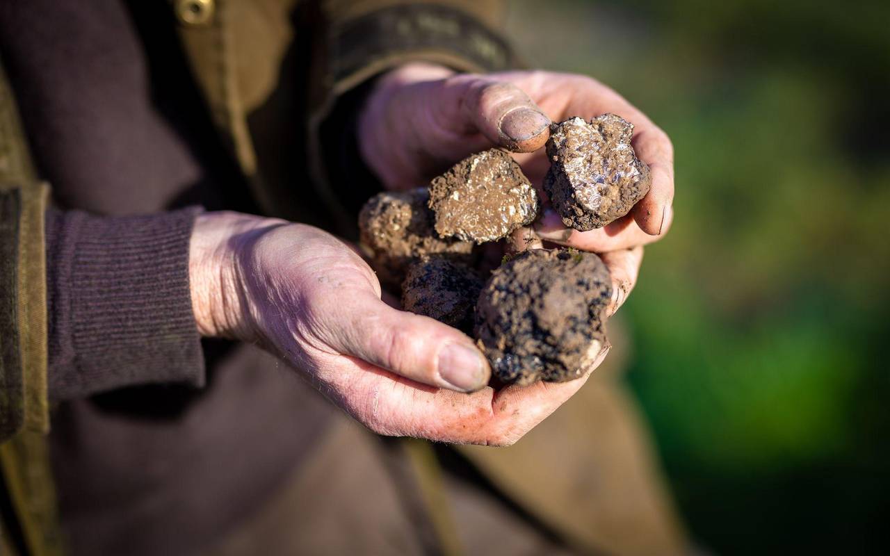 Warum Trüffel Trendfood sind