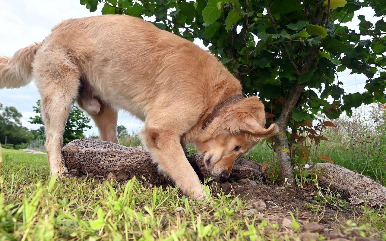 Warum Trüffel Trendfood sind
