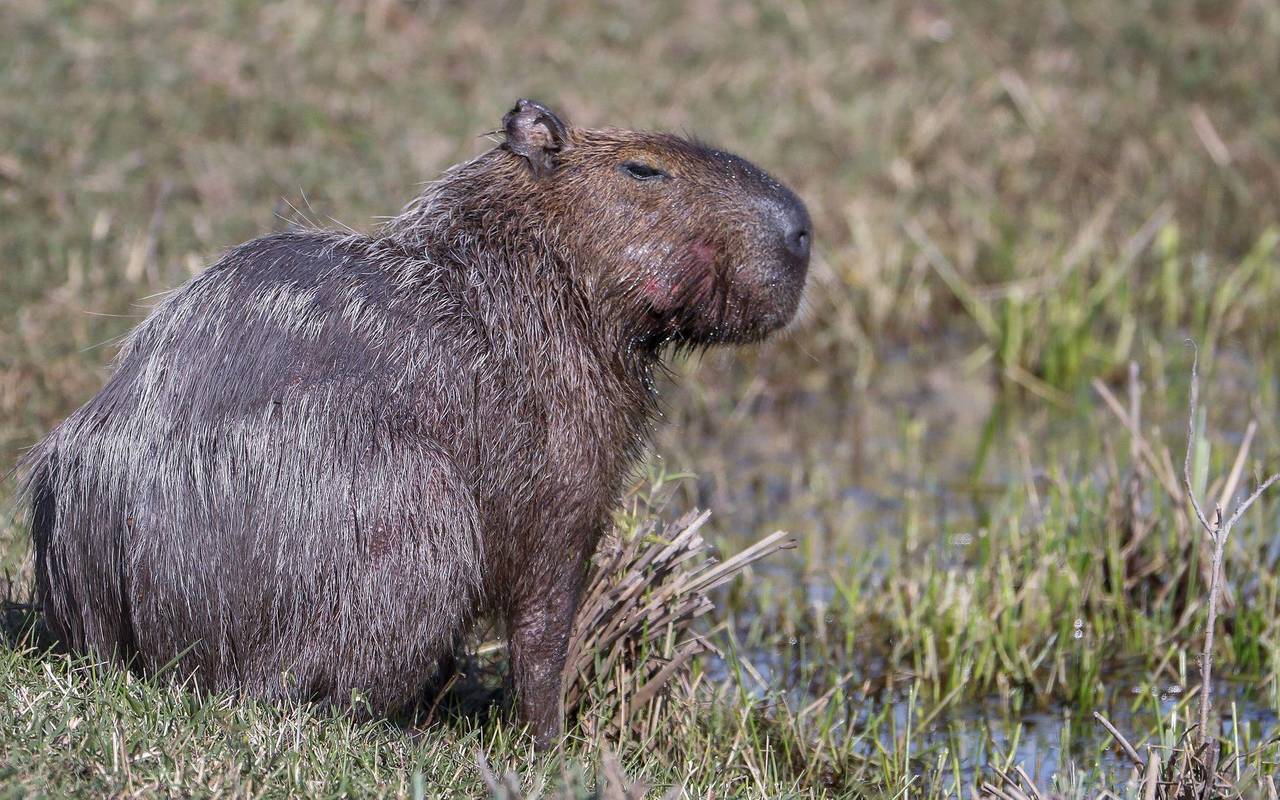 Capybara