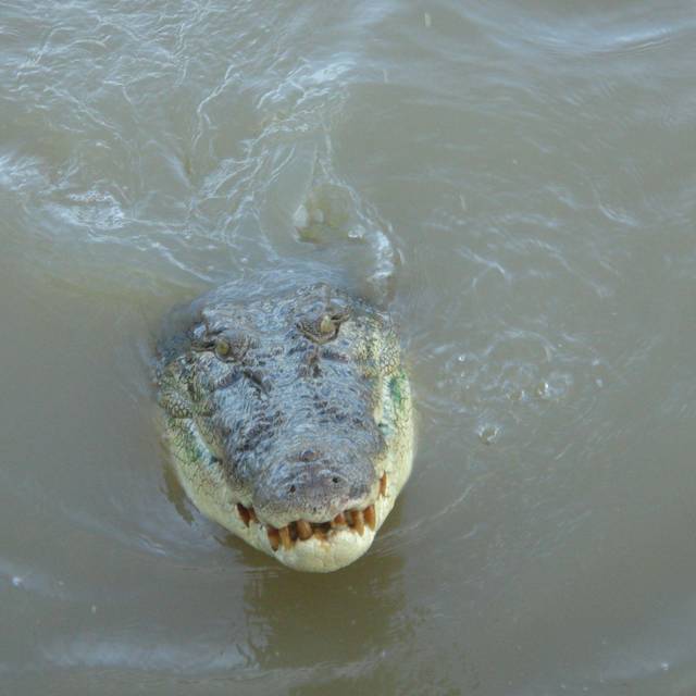 Krokodil in Australien