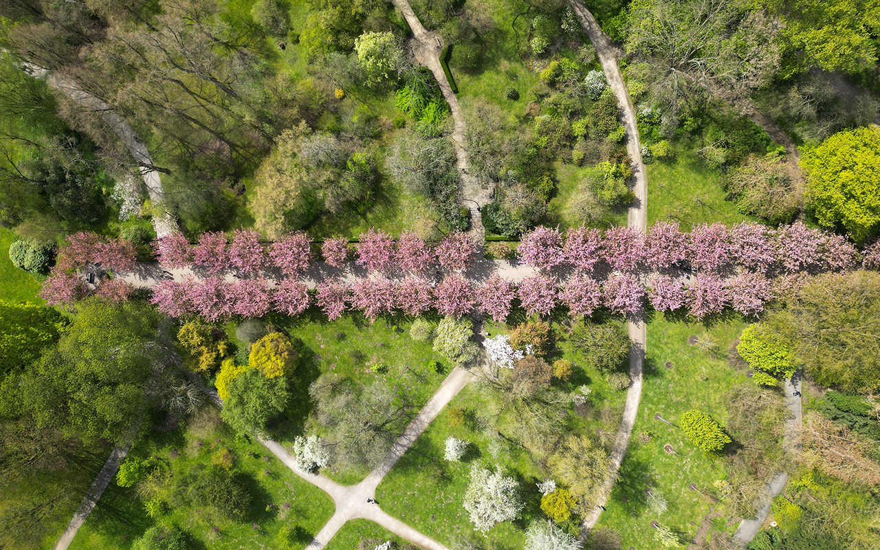 Kirschbaumallee im Rombergpark