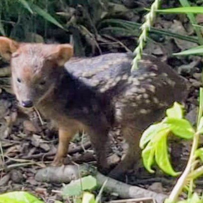 Ein Fotos geborenen südlichen Pudu im Zoo Dortmund