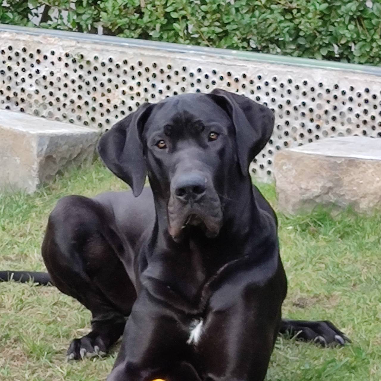 Dortmunder Rekorde: Dortmunds kleinster und größter Hund