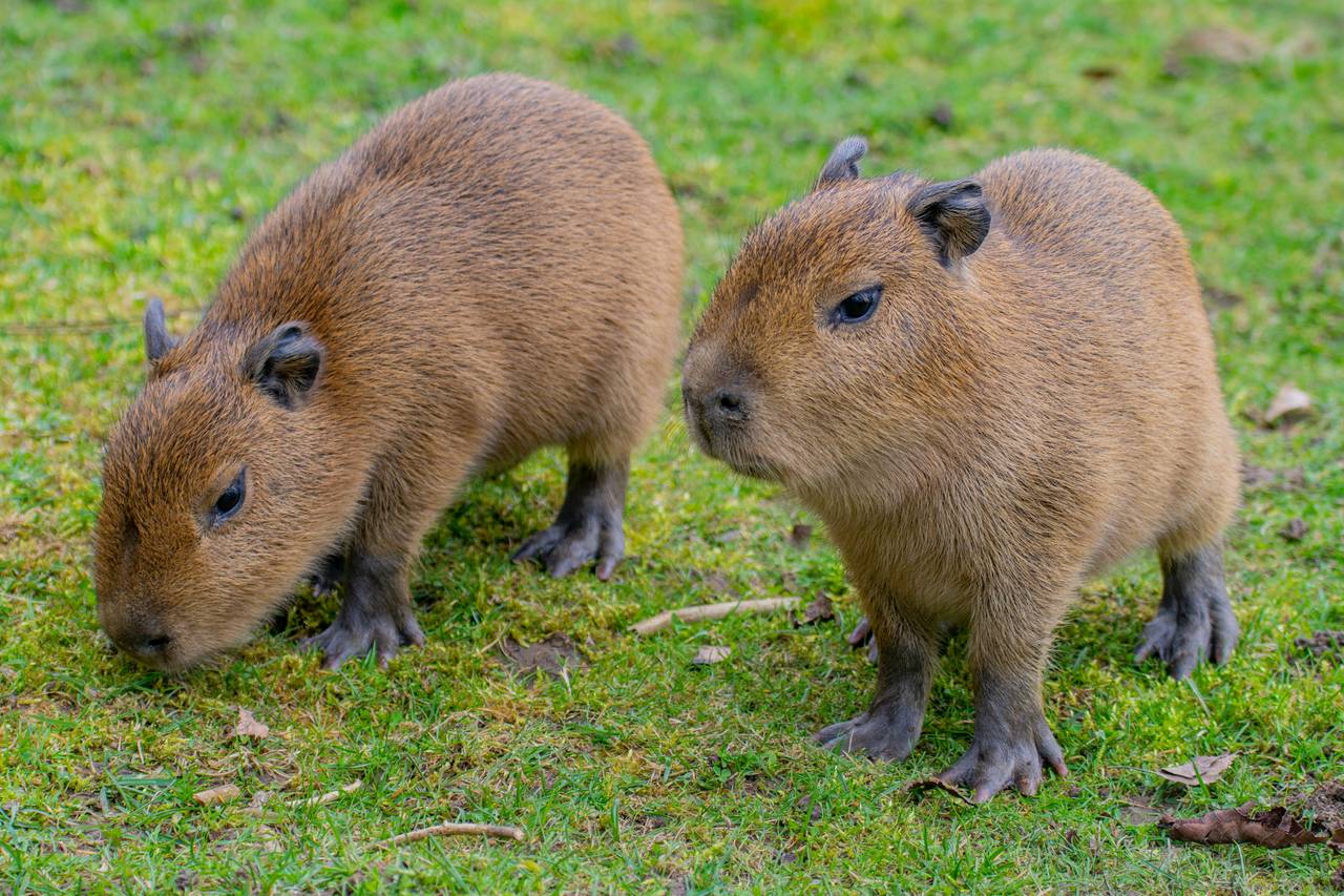 Capybara - das größte Nagetier der Welt lebt in Amerika