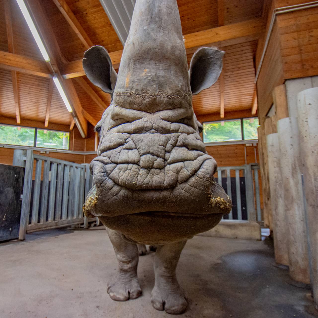 Tier der Woche: Nashorn Natala aus dem Dortmunder Zoo