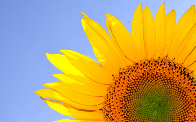 Symbolbild Sonnenblume