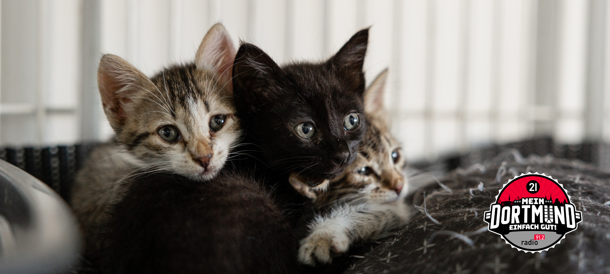 Über 800 Tiere vermittelt