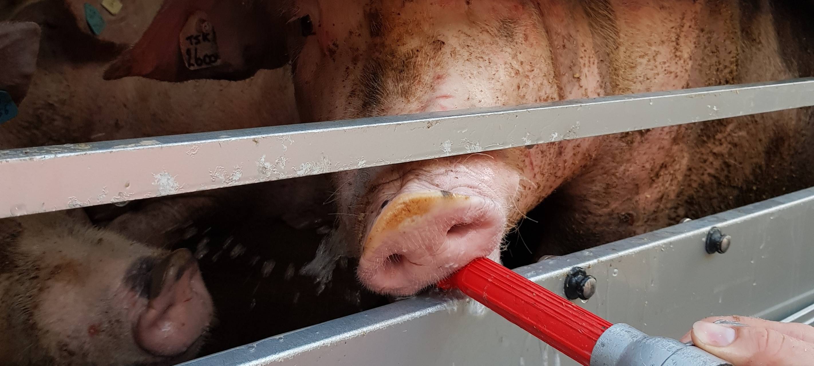 Polizei stoppt Schweinetransporter