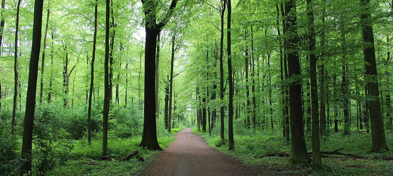 Feuerwehr Dortmund warnt vor Waldbrandgefahr