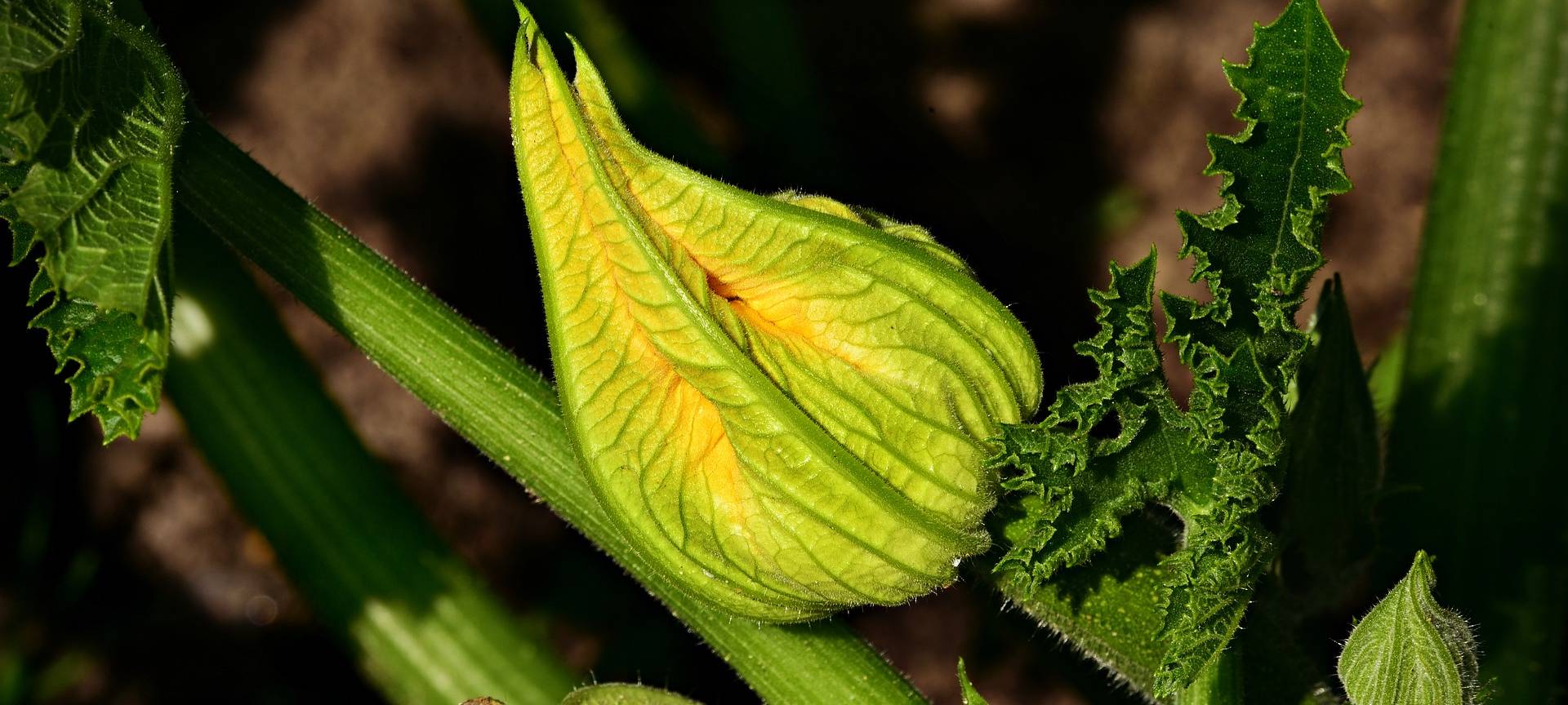 Gelbe Zucchiniblüte (Symbolfoto)