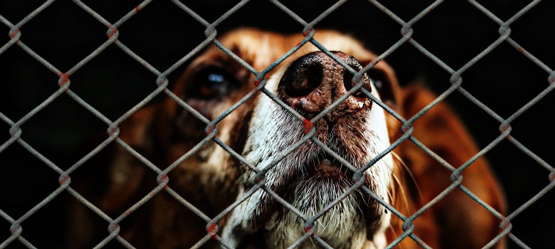 Hund im Tierheim (Symbolbild)