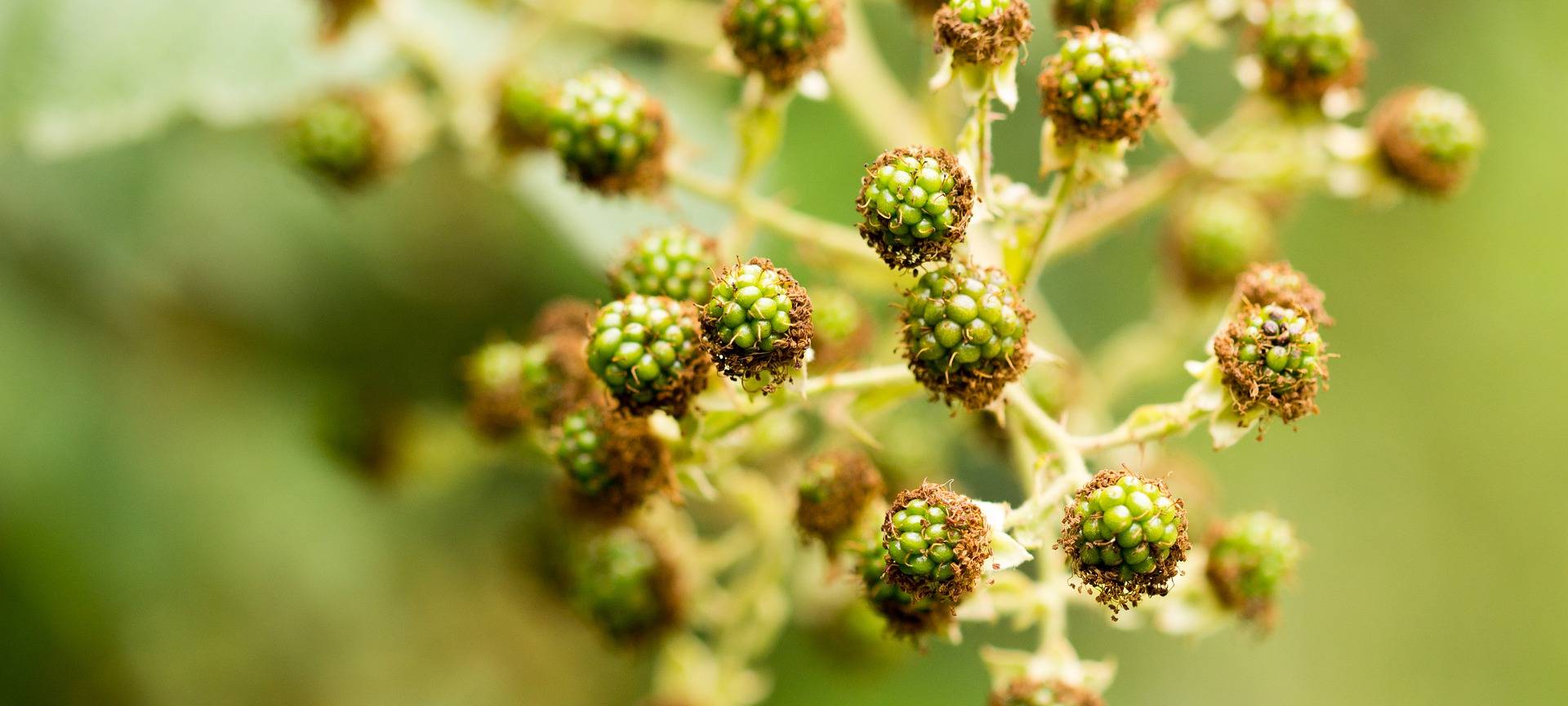 Grüne, unreife Brombeeren