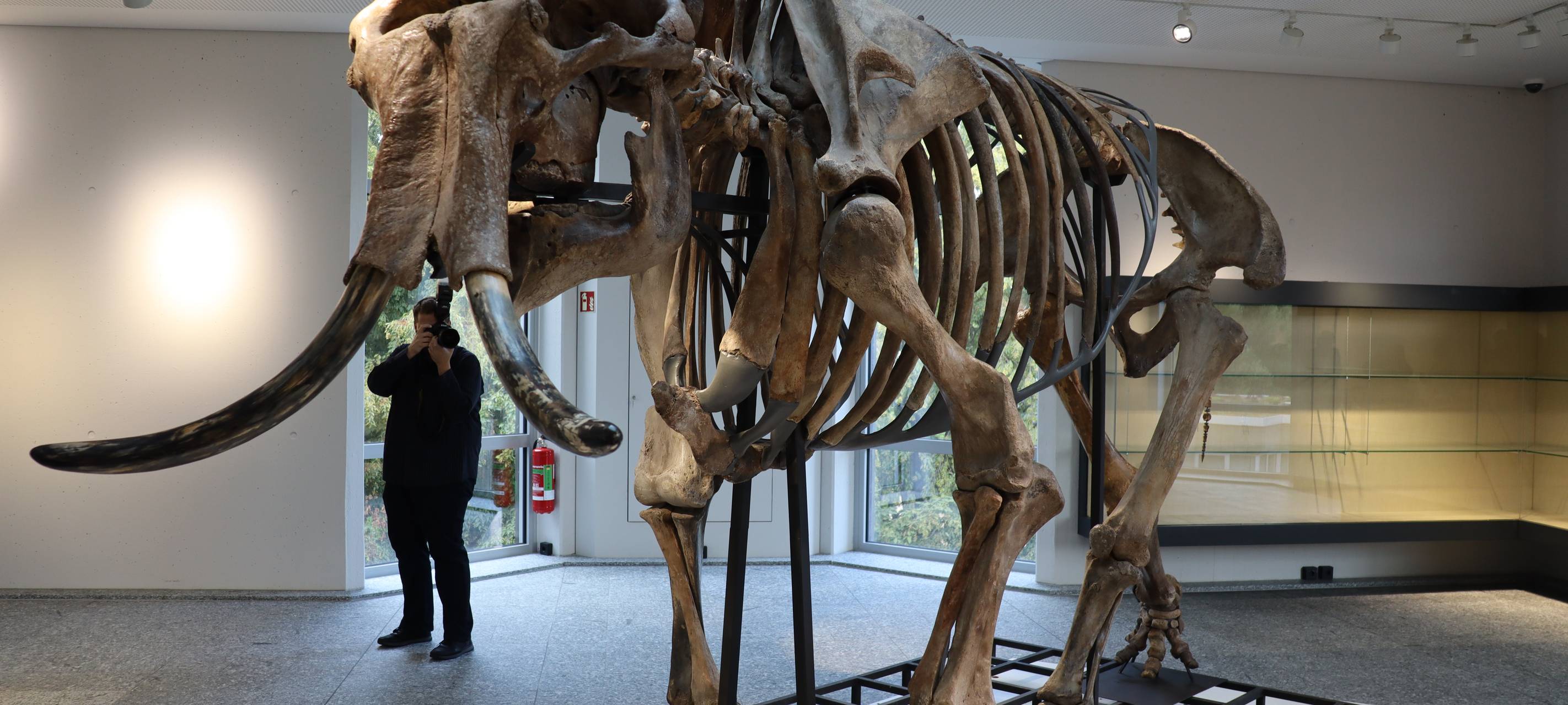 Neuer Star im Museum für Naturkunde Dortmund