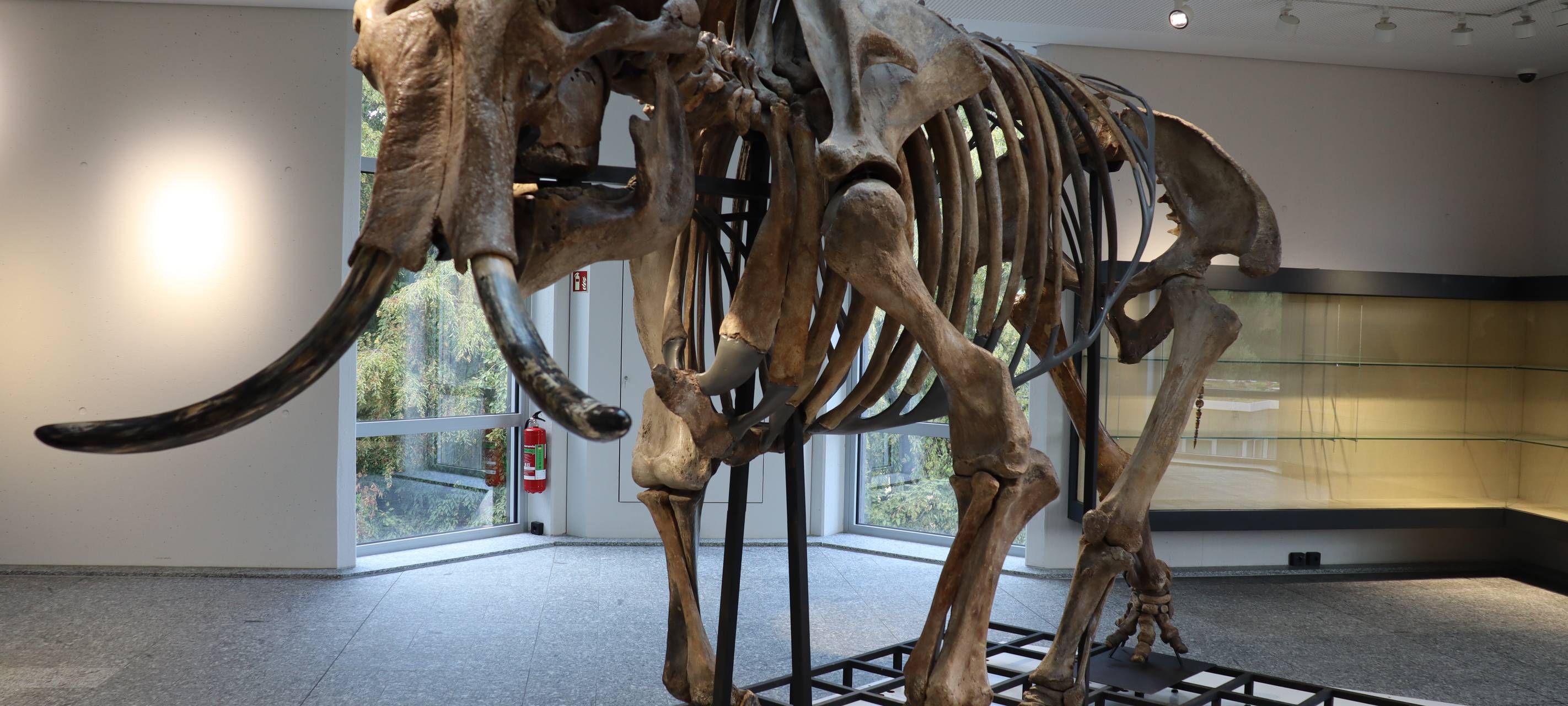 Naturkundemuseum sucht neuen Namen