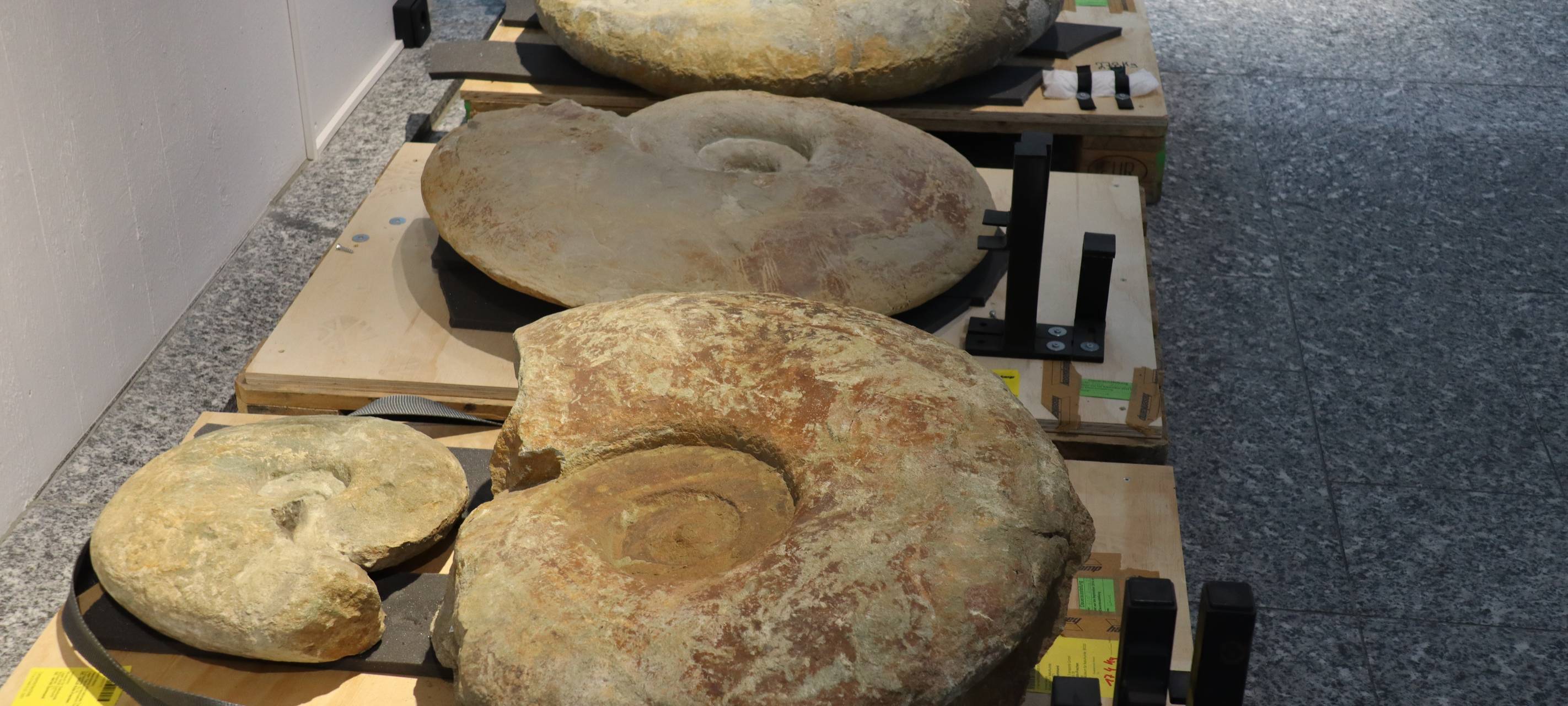 Ausstellungsstück im Museum für Naturkunde Dortmund.