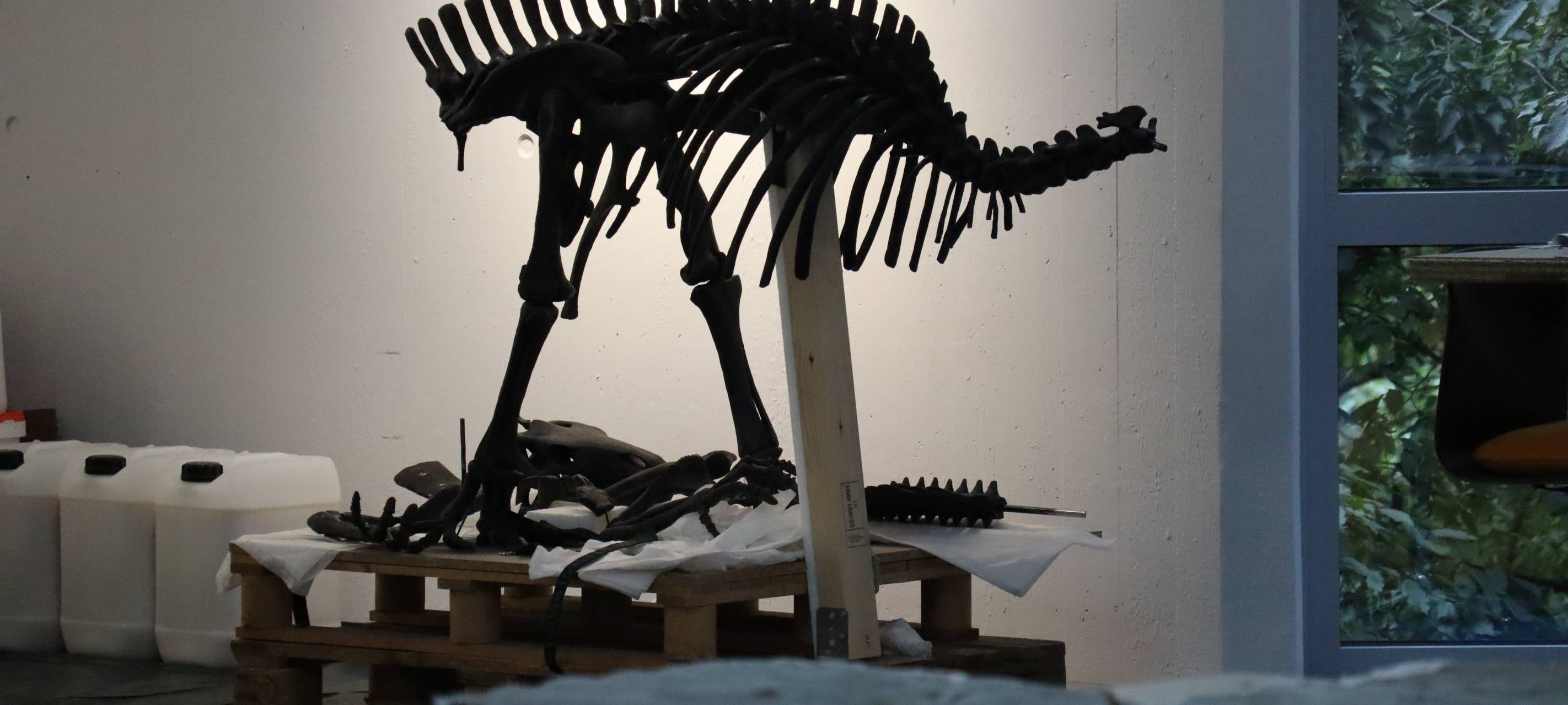 Neuer Star im Museum für Naturkunde Dortmund