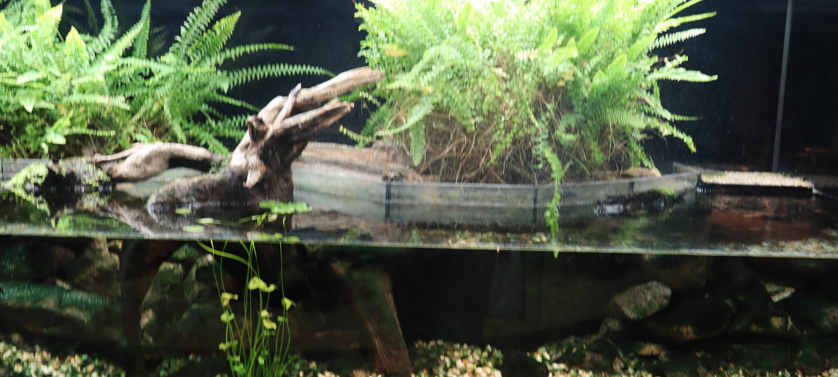 Neuer Star im Museum für Naturkunde Dortmund