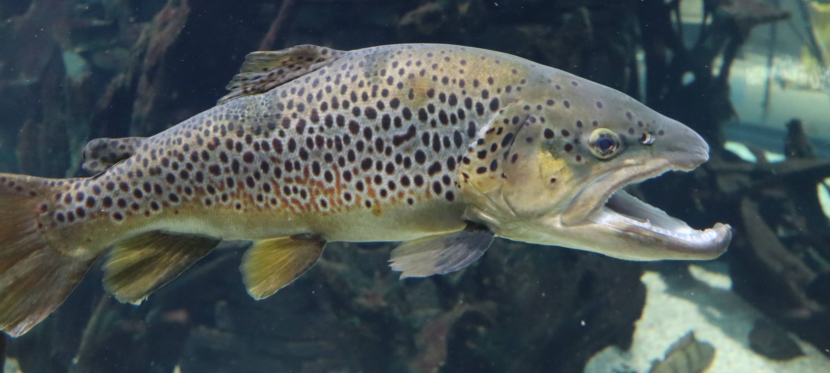 Neuer Star im Museum für Naturkunde Dortmund