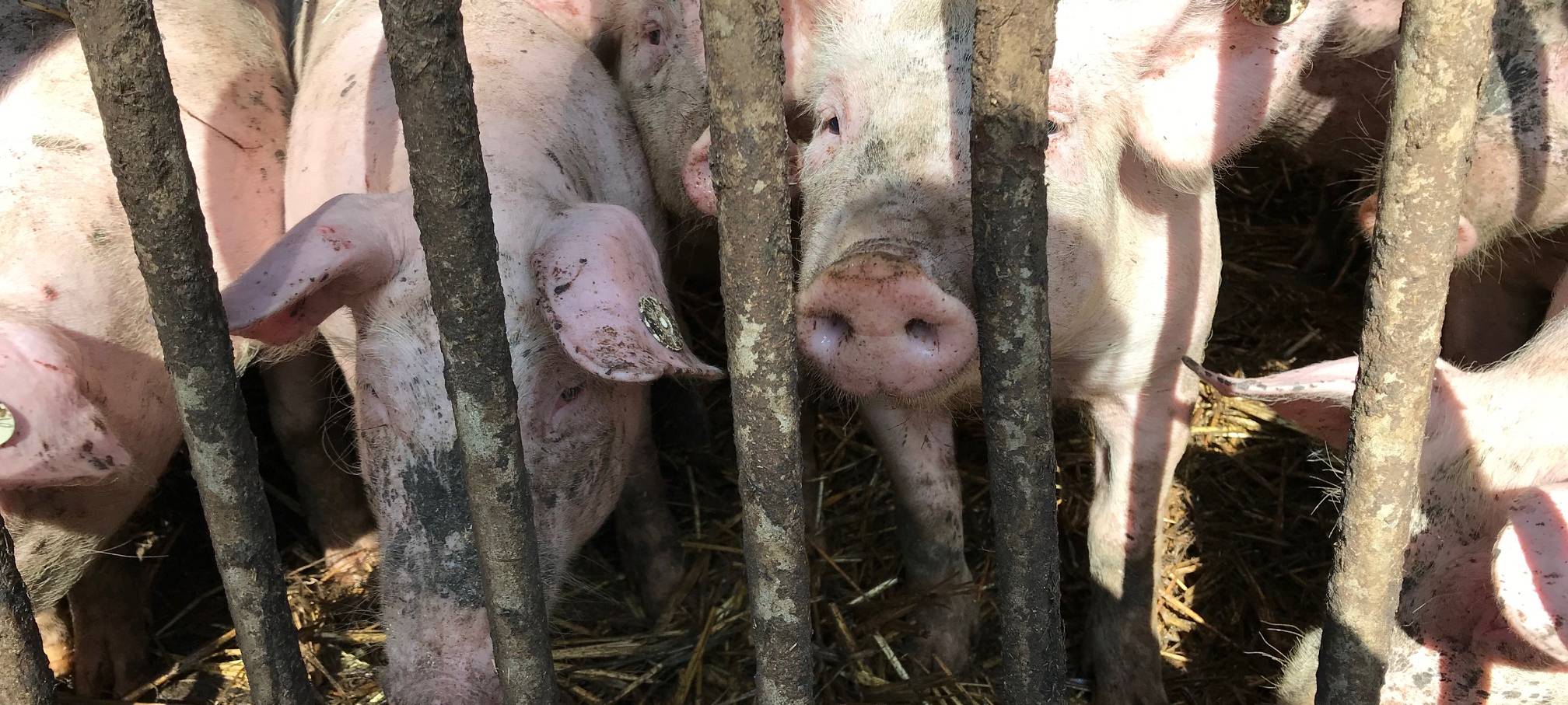Höhere Steuern auf Fleisch?