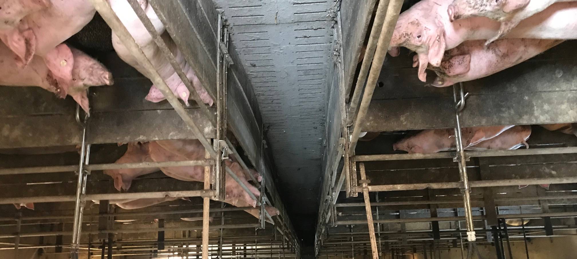 Höhere Steuern auf Fleisch?