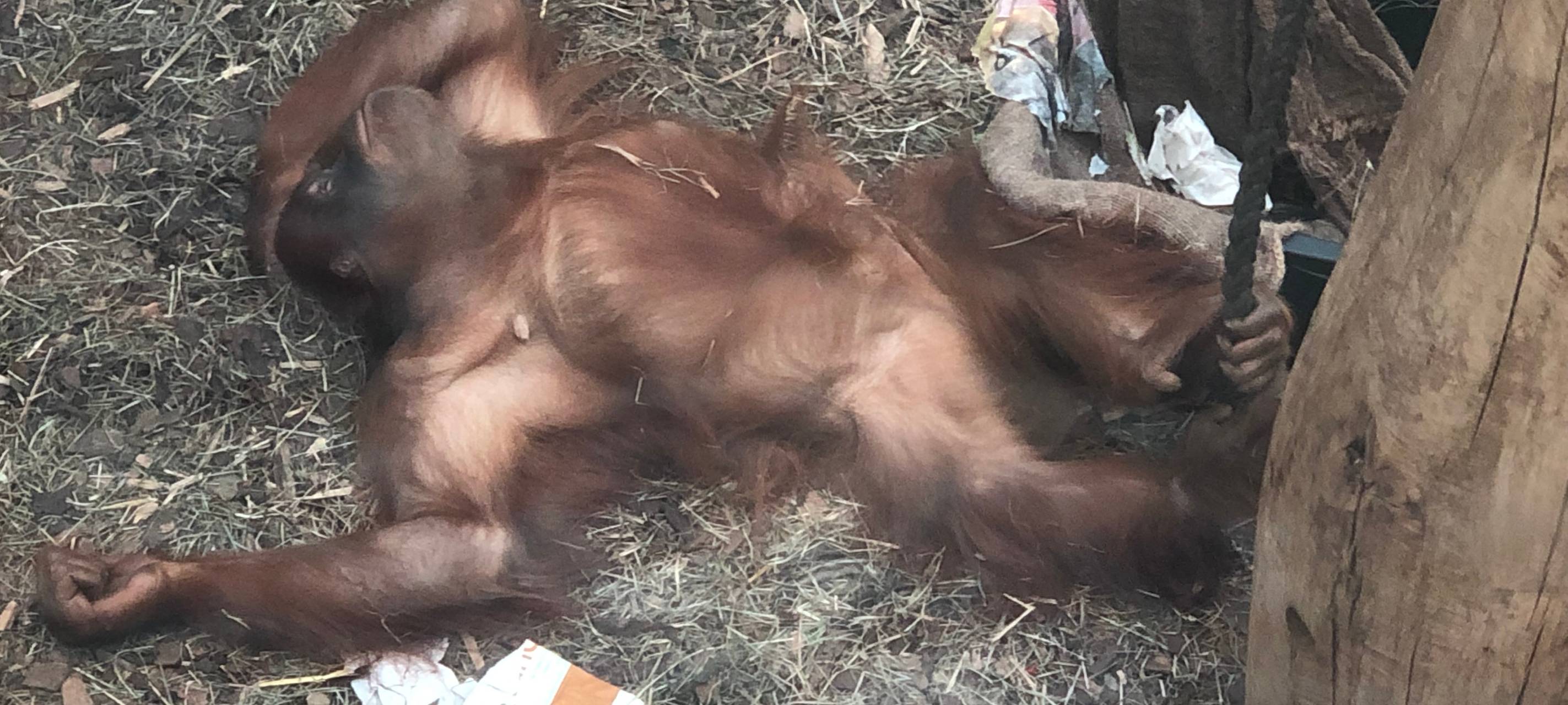 Tierische Abkühlung im Dortmunder Zoo