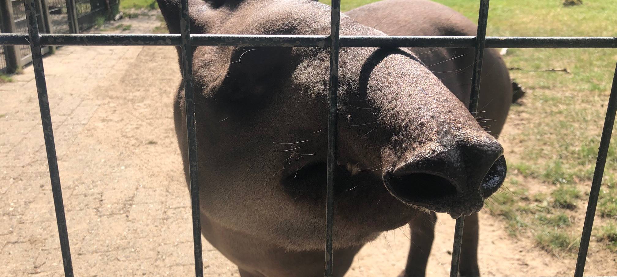 Tapir-Dame Fache im Zoo Dortmund.