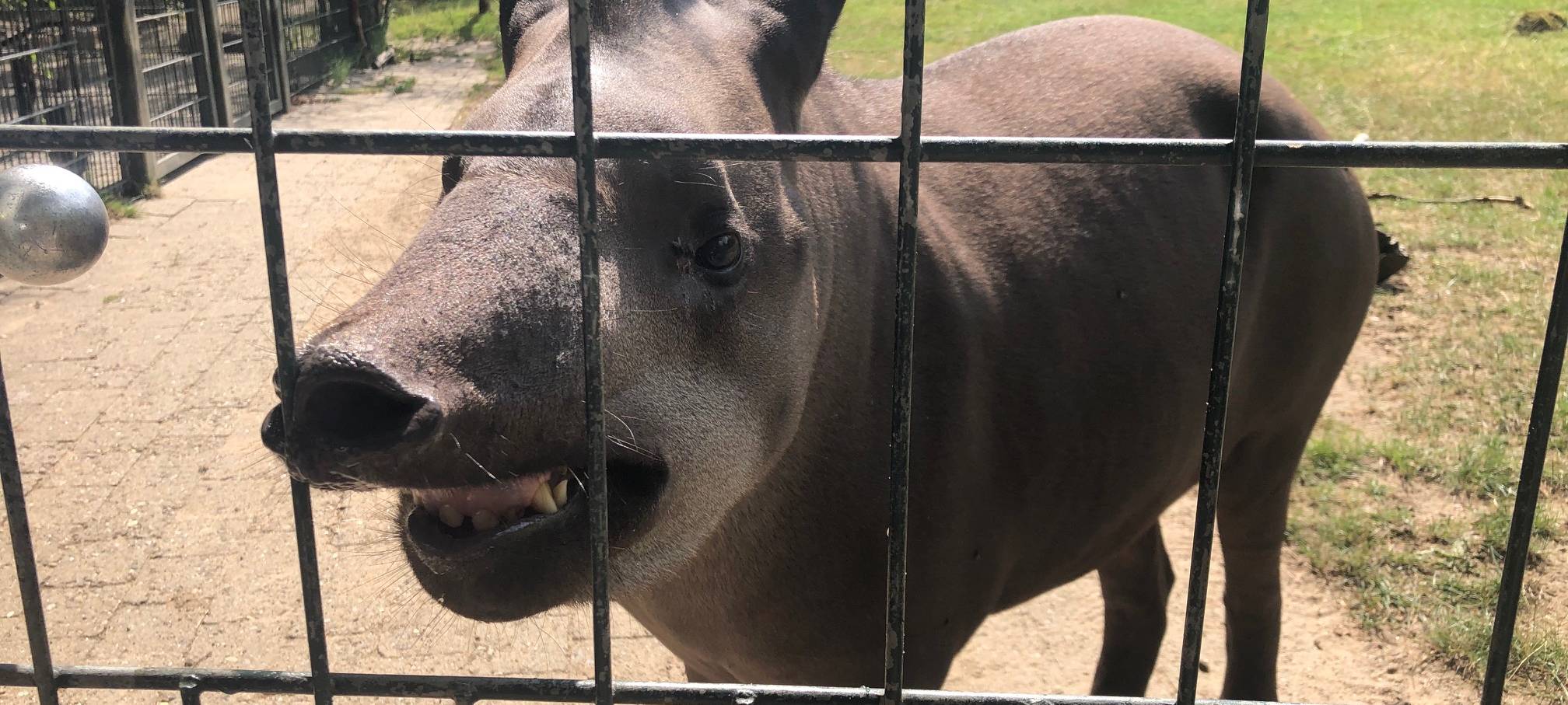 Grinsende Tapir-Dame im Dortmund Zoo.