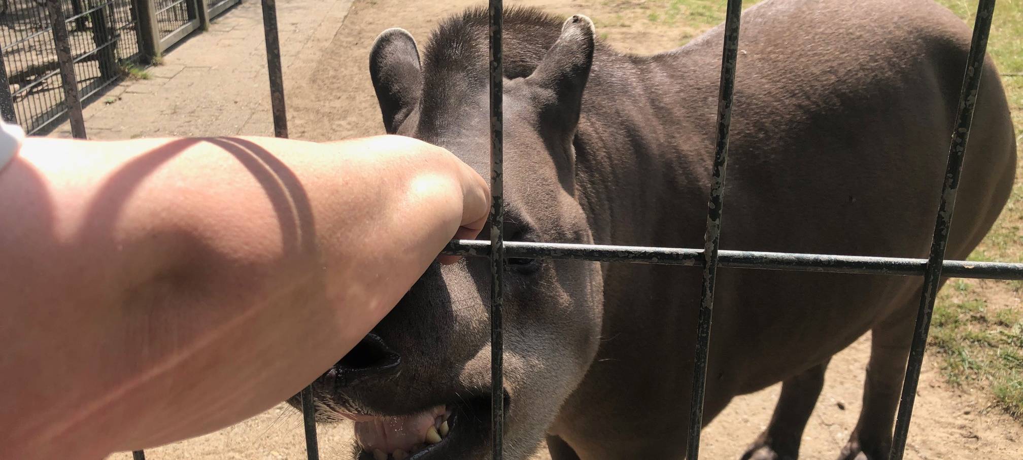 Grinsender Star im Dortmunder Zoo