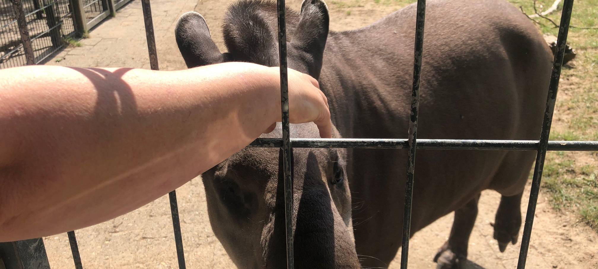 Grinsender Star im Dortmunder Zoo