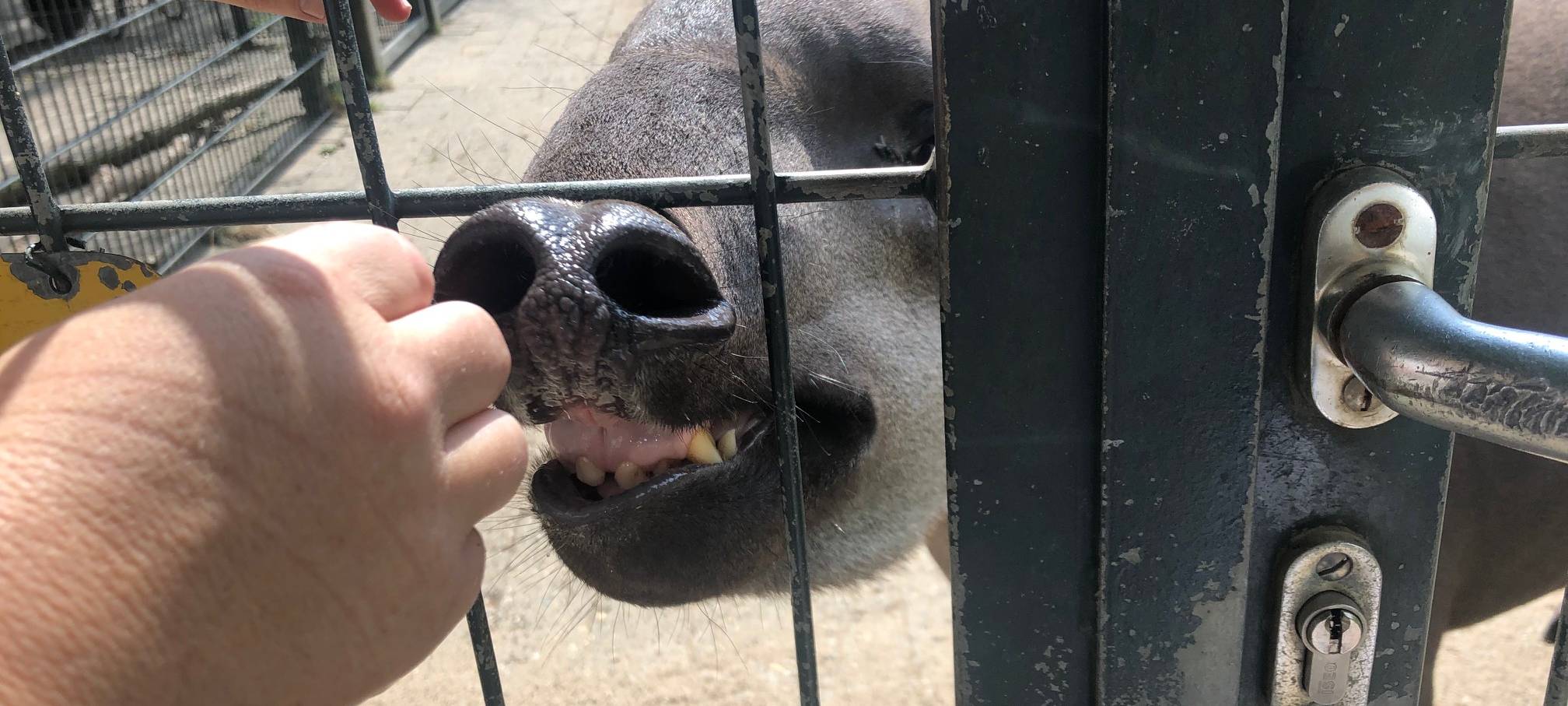 Grinsender Star im Dortmunder Zoo
