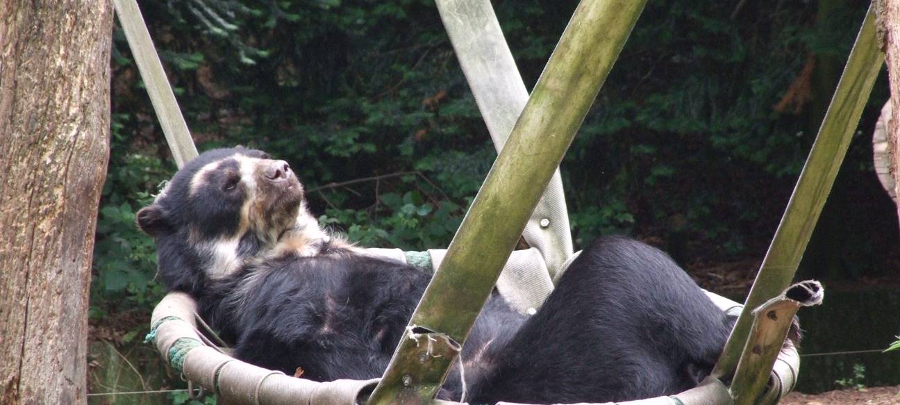 Andenbär Moritz im Dortmunder Zoo.