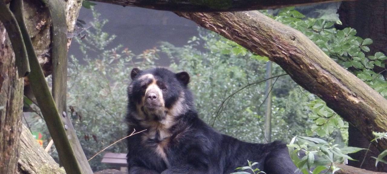 Andenbär Moritz aus dem Dortmunder Zoo.