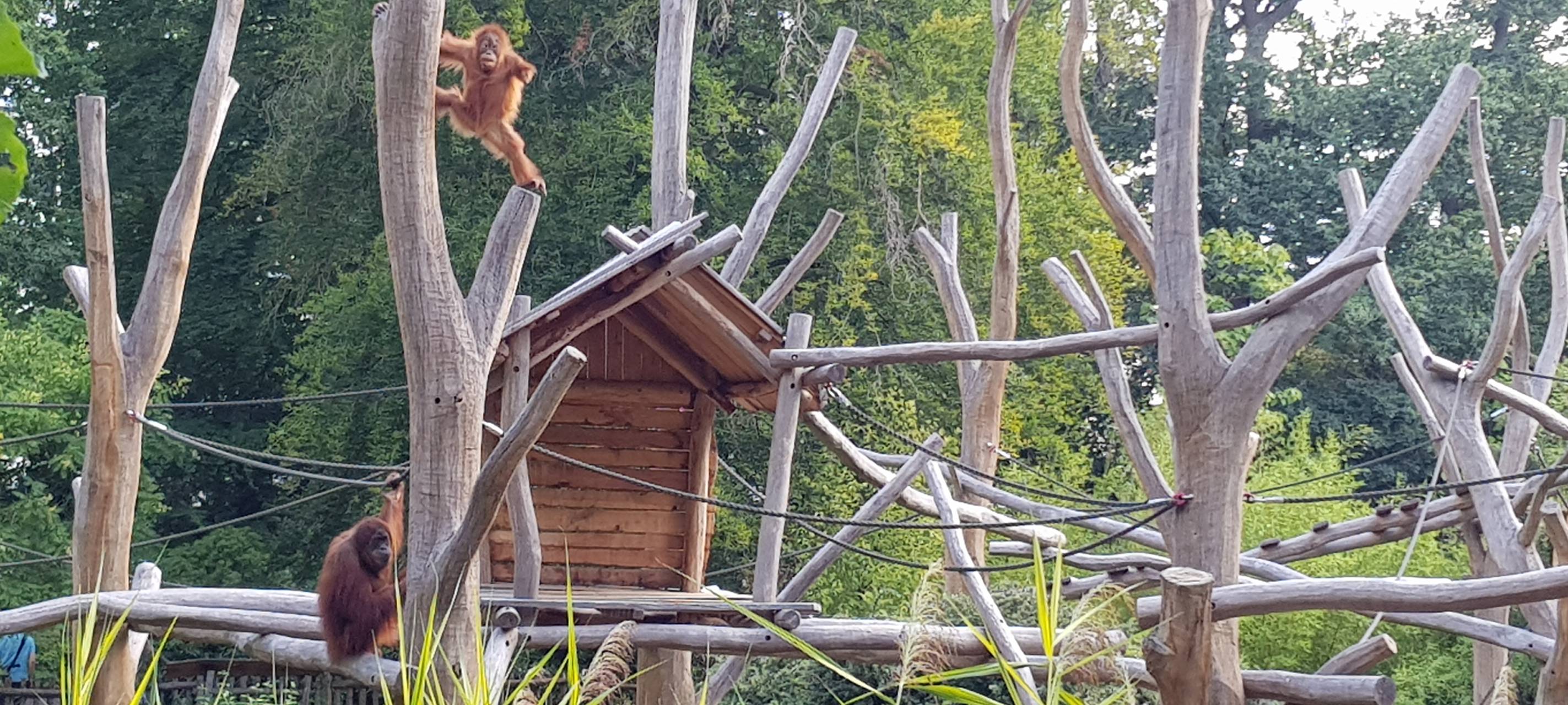 Oran Utan im Dortmund Zoo.