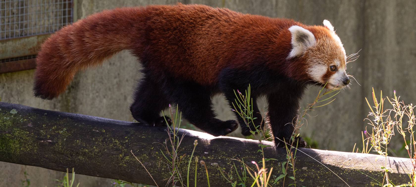Kleine Pandazwillinge geboren
