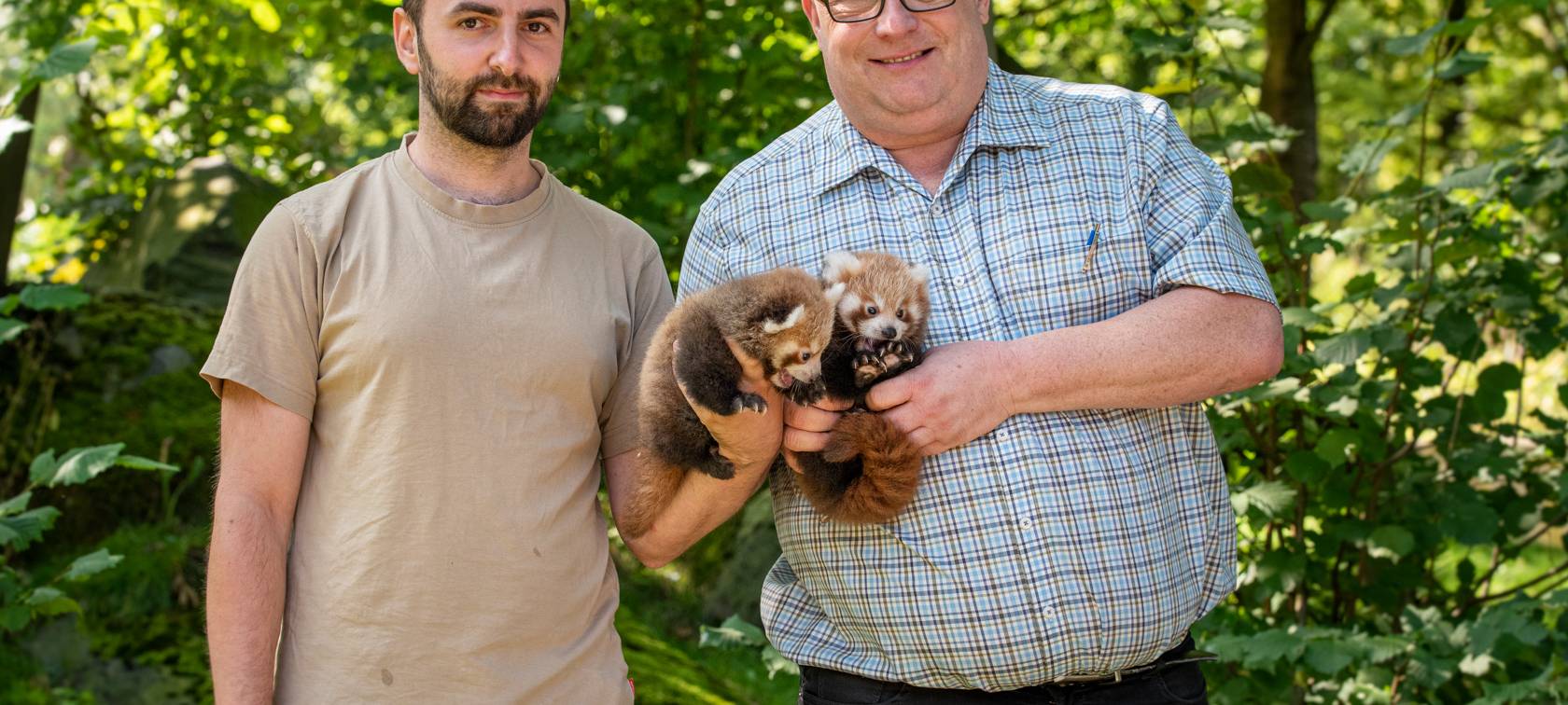 Kleine Pandazwillinge geboren