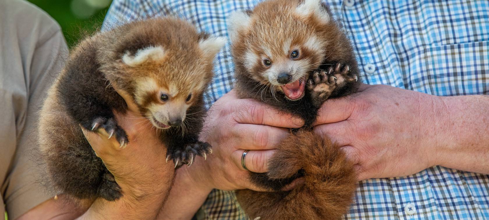 Kleine Pandazwillinge geboren