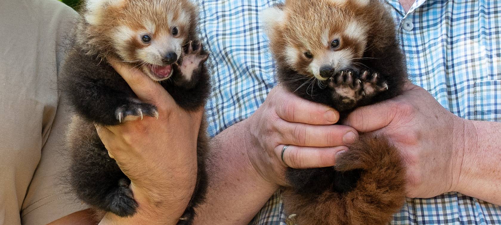 Kleine Pandazwillinge geboren