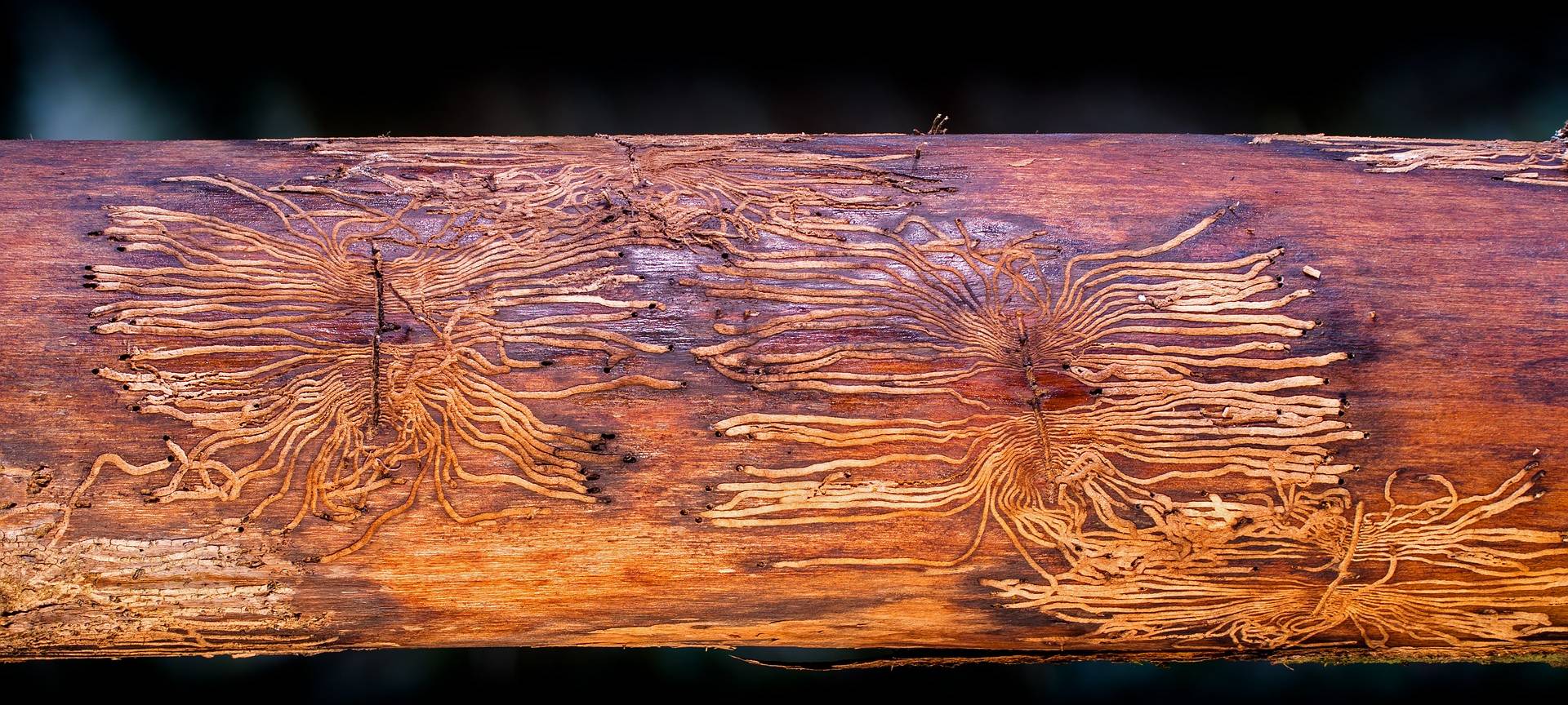 Dortmund ist von der Borkenkäferplage nicht betroffen