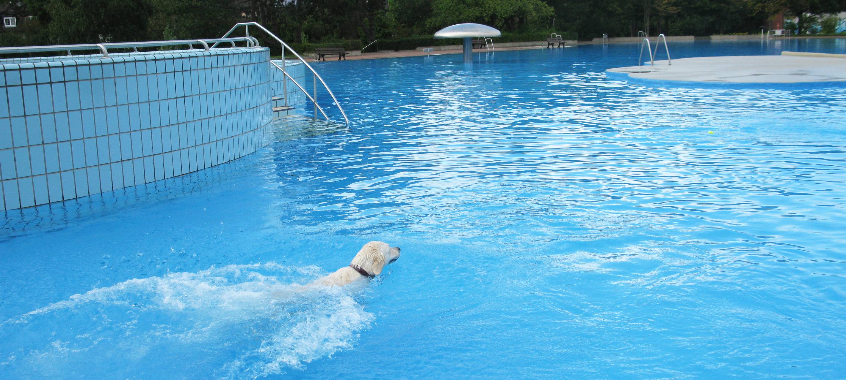 Badespaß für Hunde im Freibad Hardenberg
