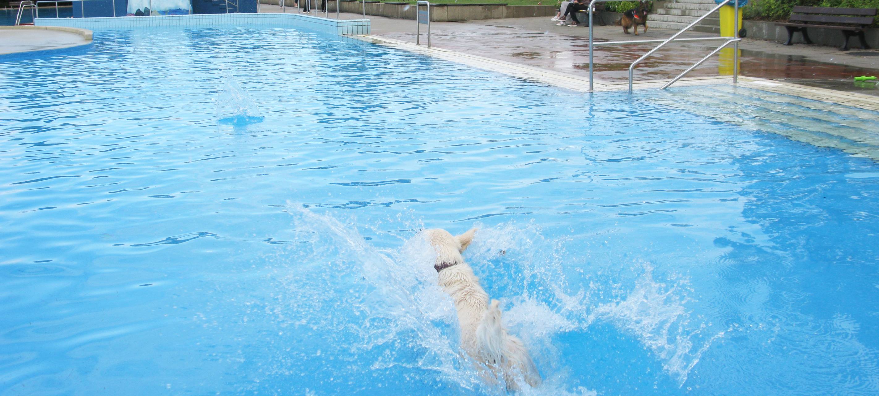 Badespaß für Hunde im Freibad Hardenberg