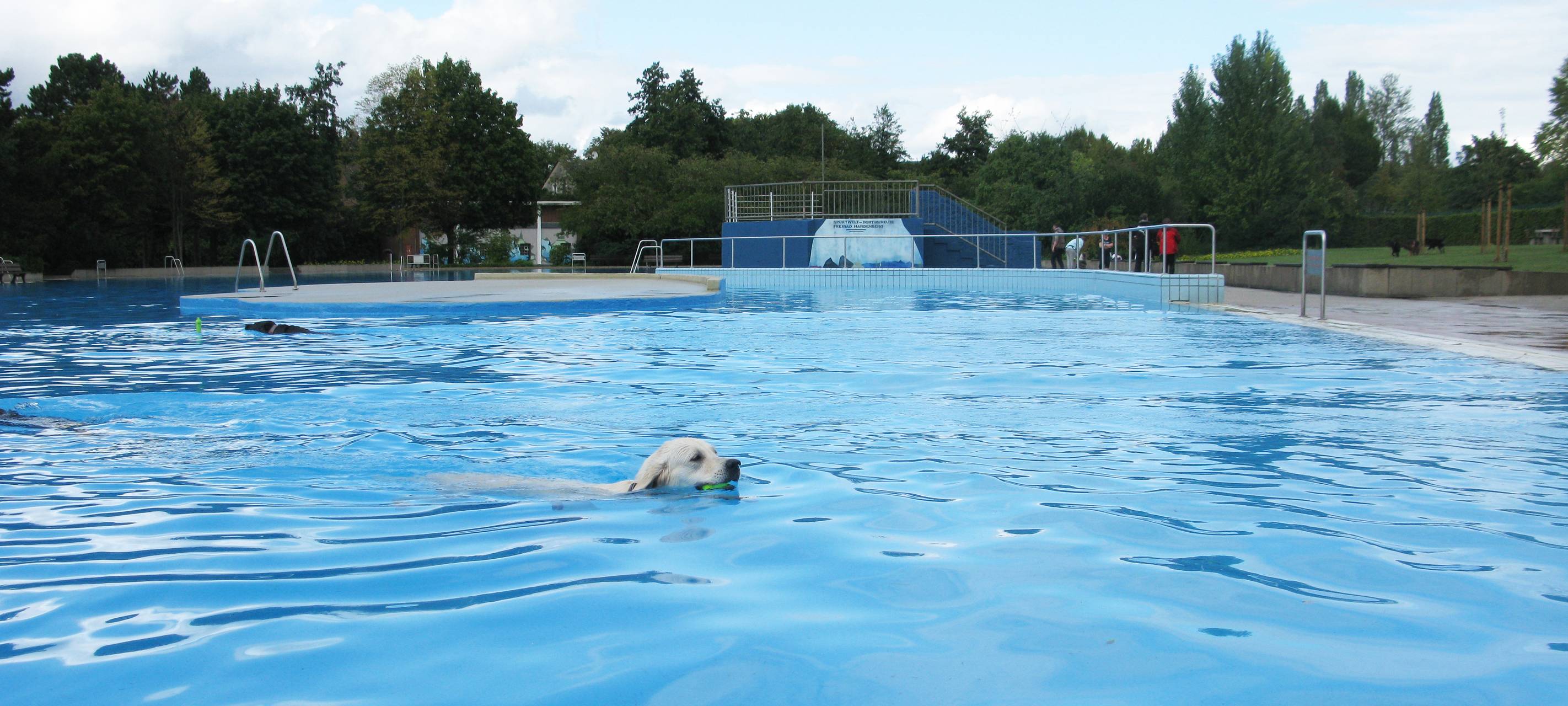 Badespaß für Hunde im Freibad Hardenberg
