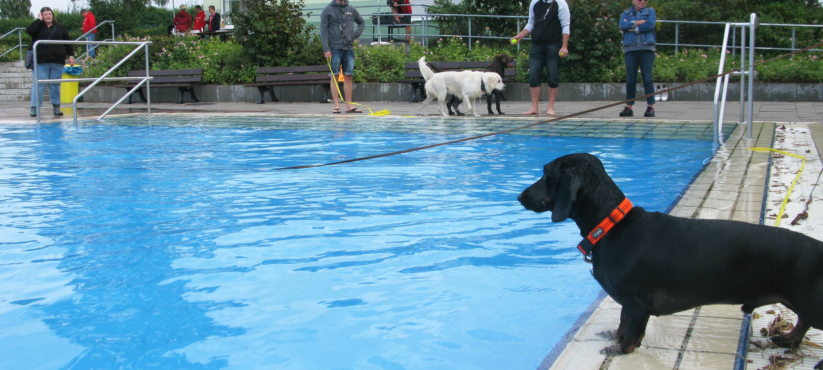 Badespaß für Hunde im Freibad Hardenberg