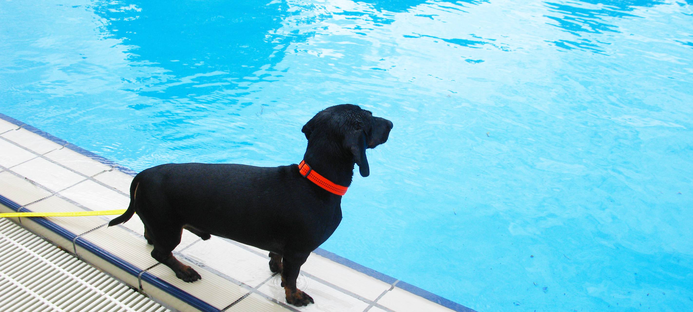 Badespaß für Hunde im Freibad Hardenberg