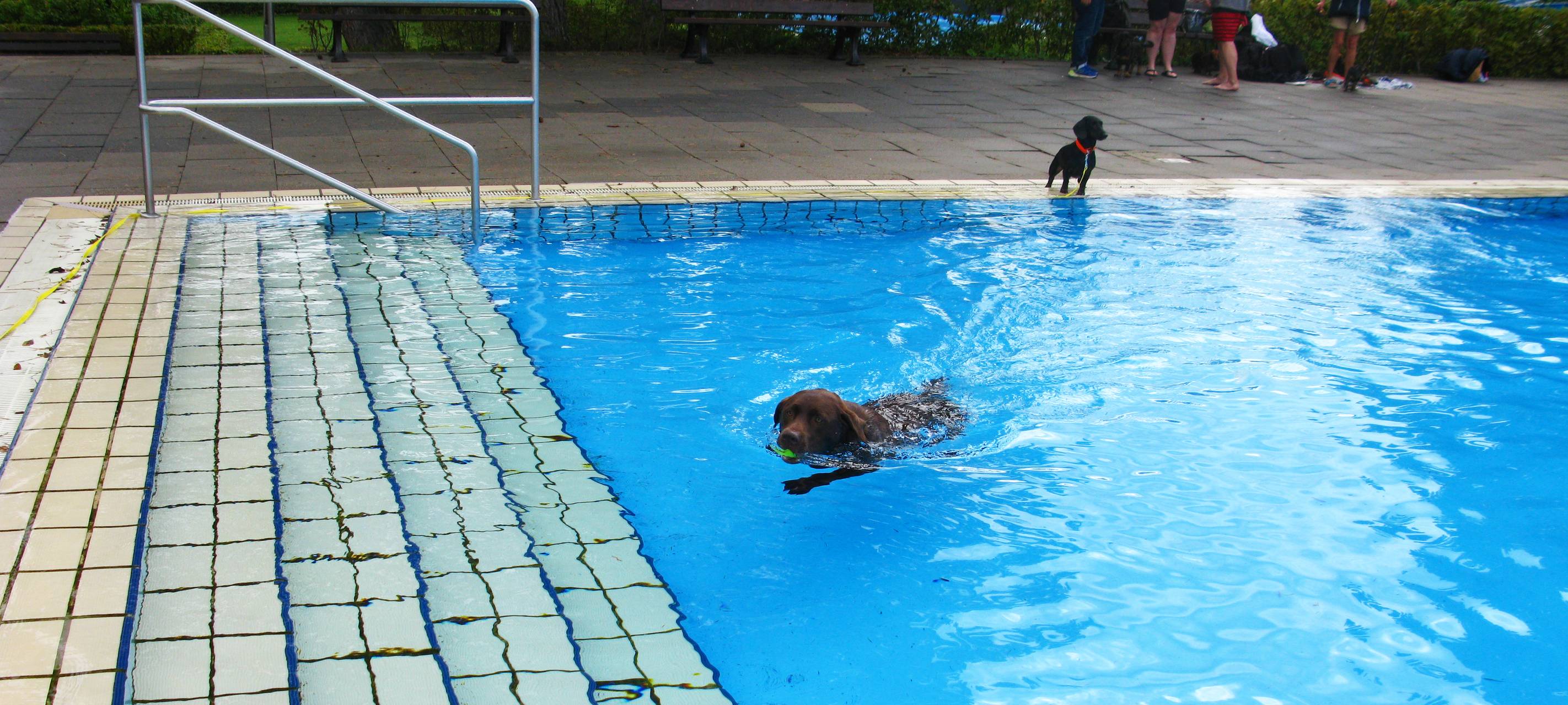 Hund schwimmt im Becken.