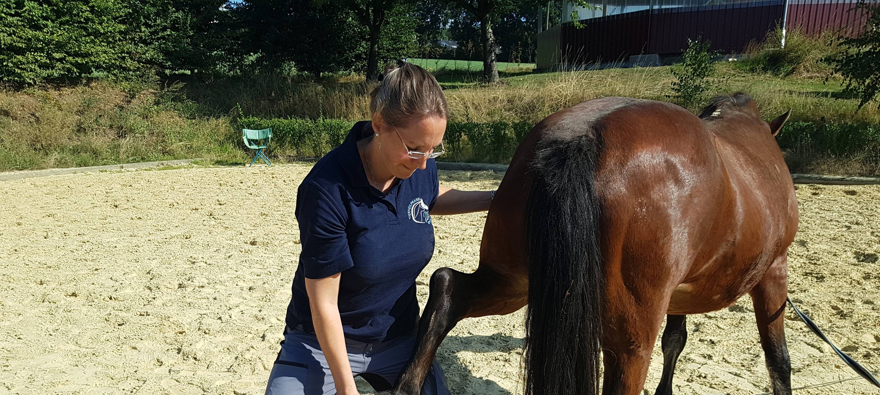 Tierphysiotherapeutin Iris Braun bei der Arbeit mit einem Pferd